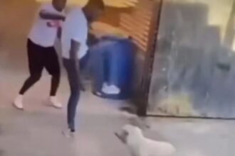 Hombre condenado a cárcel por maltrato animal en Copiapó, Atacama