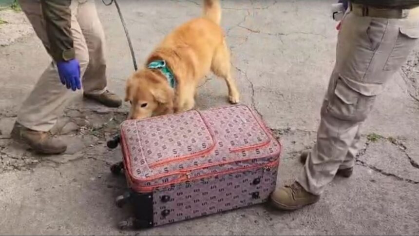 Importante decomiso de droga en terminal de buses San Borja