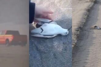 Detenido conductor por atropellar aves en playa de Ritoque