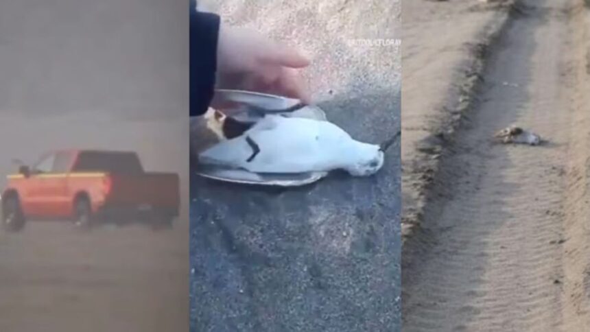 Detenido conductor por atropellar aves en playa de Ritoque