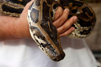 Encuentran pitón desaparecida en Valparaíso: un llamado a la responsabilidad