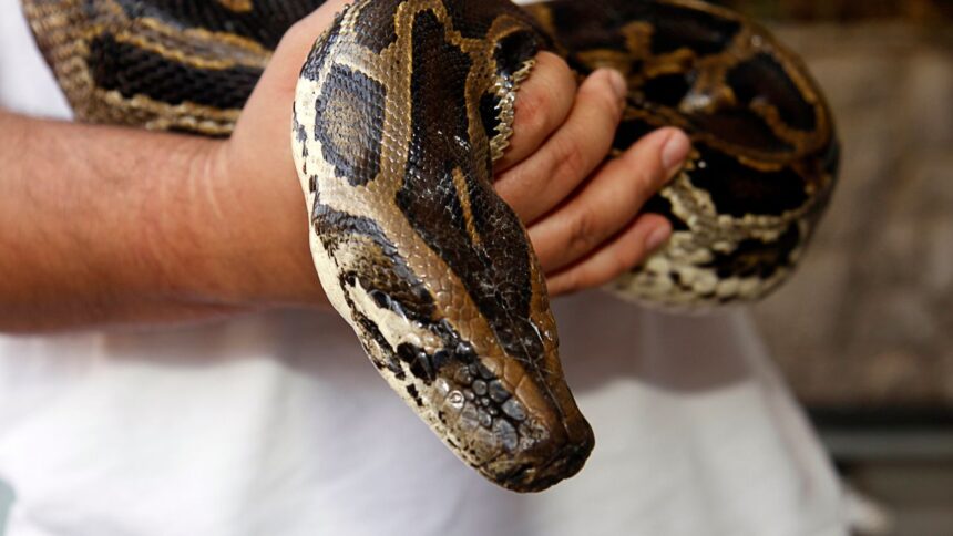 Encuentran pitón desaparecida en Valparaíso: un llamado a la responsabilidad