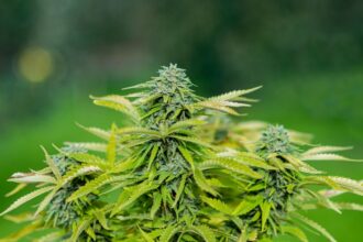 Descubren plantación ilegal de marihuana en Cartagena: investigación en proceso