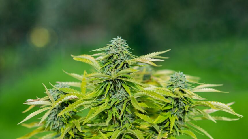 Descubren plantación ilegal de marihuana en Cartagena: investigación en proceso