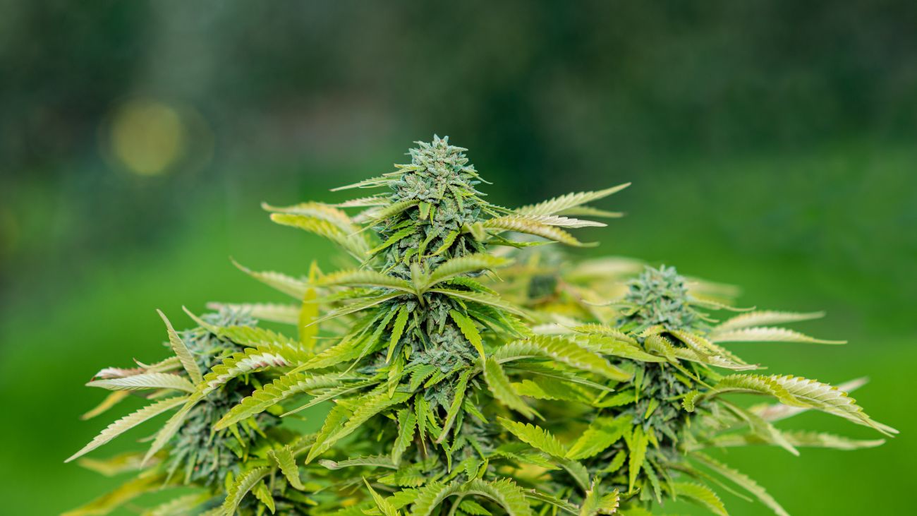 Descubren plantación ilegal de marihuana en Cartagena: investigación en proceso Descubren plantación ilegal de marihuana en Cartagena: investigación en proceso