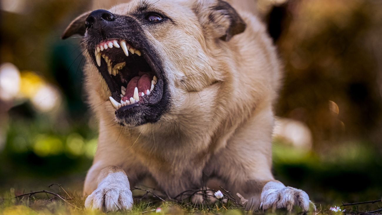 Niño atacado por perro en Collipulli Niño atacado por perro en Collipulli