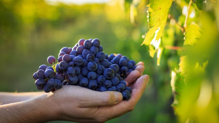 Ofertas laborales en Concha y Toro: ¿Cómo postular?