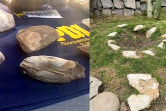 Incautados 150 fósiles en Coquimbo: Los utilizaba como ornamentación