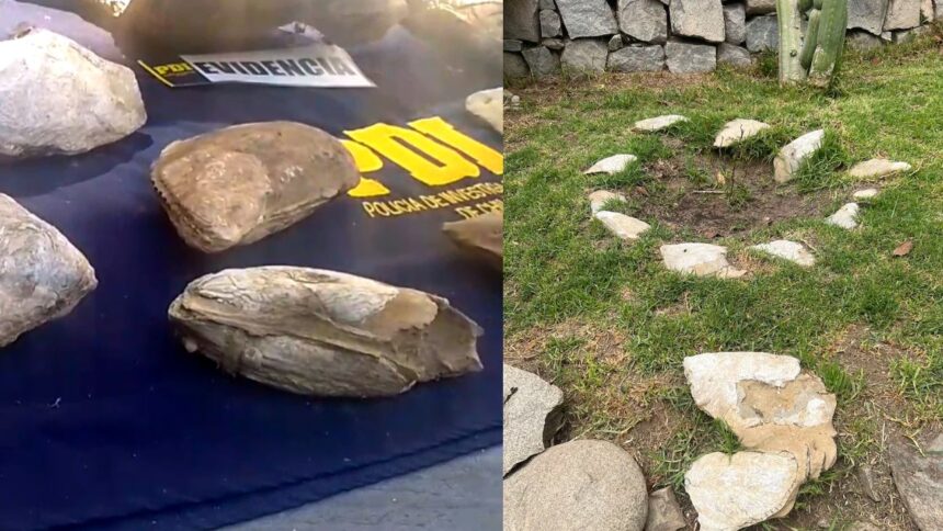 Incautados 150 fósiles en Coquimbo: Los utilizaba como ornamentación