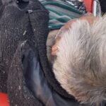 Adulto mayor de Chiloé es encontrado vivo tras 32 horas desaparecido