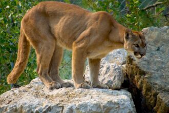 Lamentable muerte de un puma en Los Lagos por accidente vial