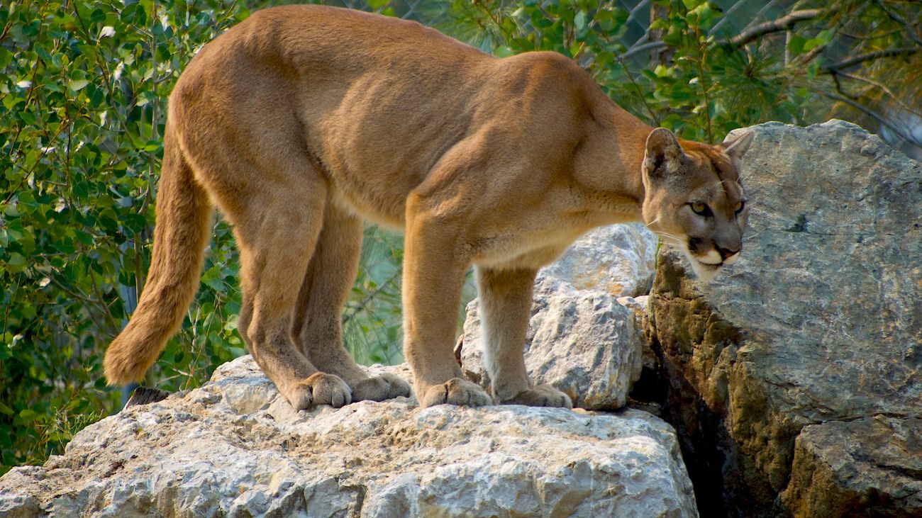 Lamentable muerte de un puma en Los Lagos por accidente vial Lamentable muerte de un puma en Los Lagos por accidente vial