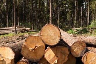 Confirmación: Multa millonaria por devastación forestal en región de Chonchi