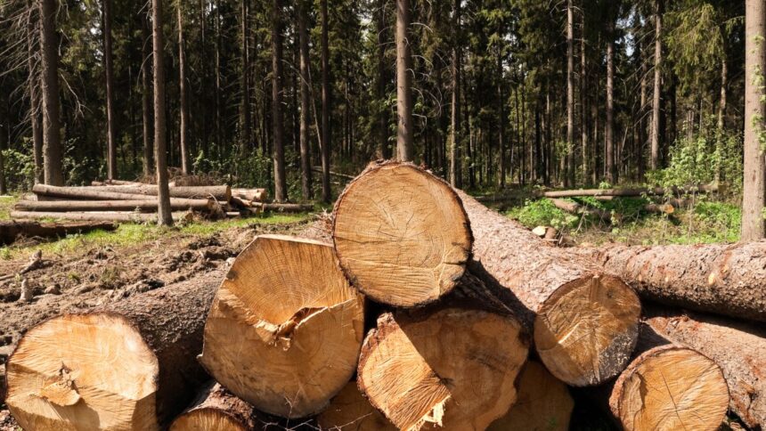 Confirmación: Multa millonaria por devastación forestal en región de Chonchi