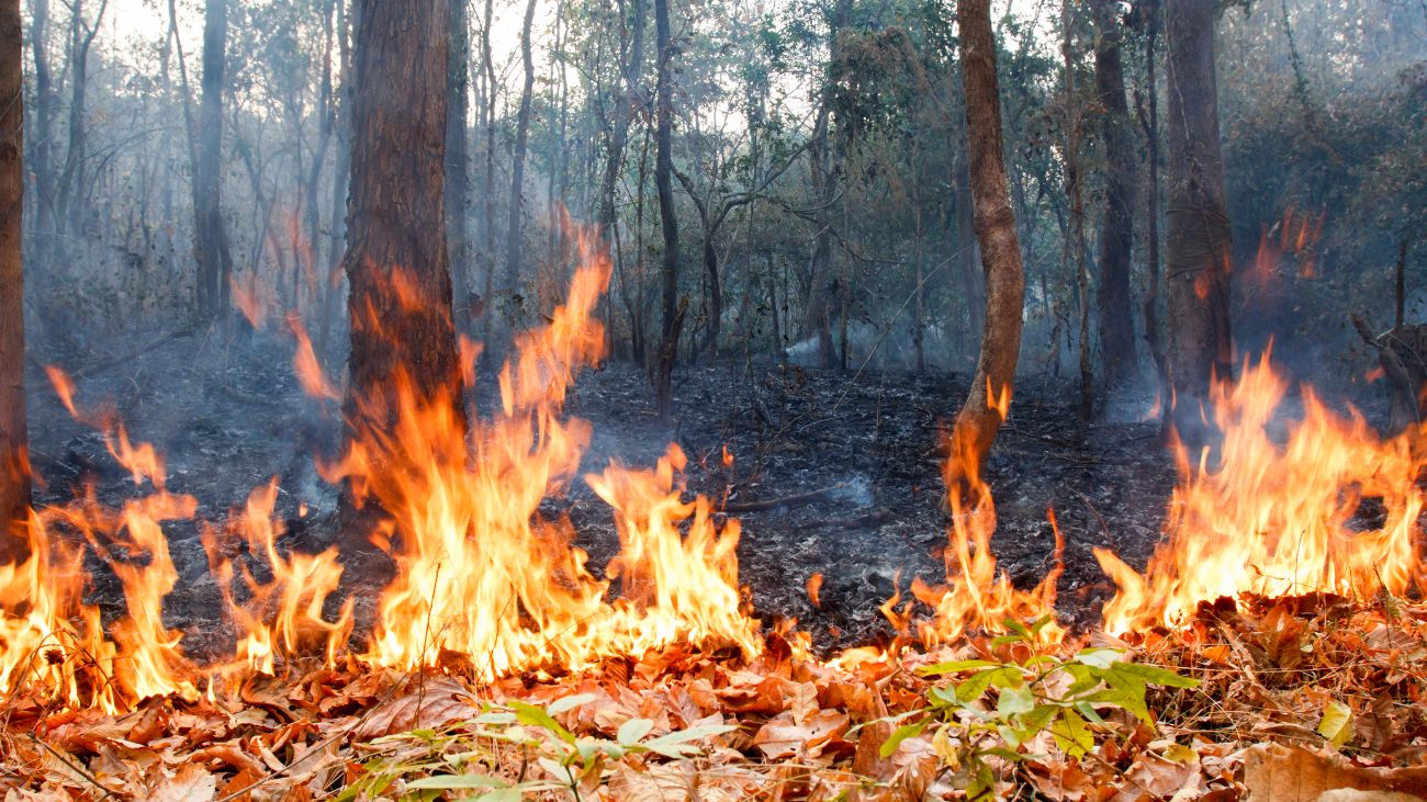 Alerta Roja y Evacuación en Hijuelas por Incendio Forestal Amenazante Alerta Roja y Evacuación en Hijuelas por Incendio Forestal Amenazante
