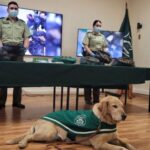 Detenida pareja con 8 kilos de marihuana en La Araucanía