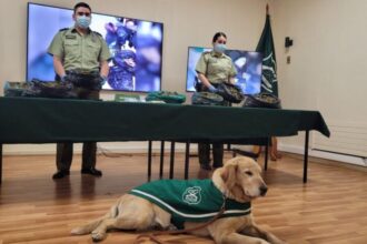 Detenida pareja con 8 kilos de marihuana en La Araucanía