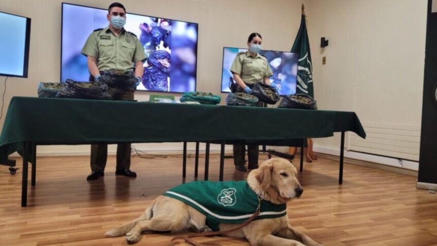 Detenida pareja con 8 kilos de marihuana en La Araucanía