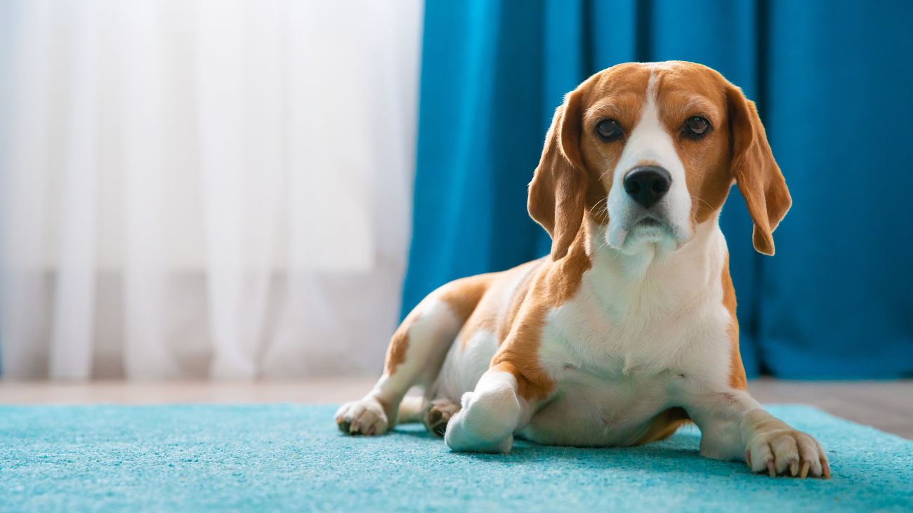 Multas millonarias por perro en condominio: resolución judicial a favor