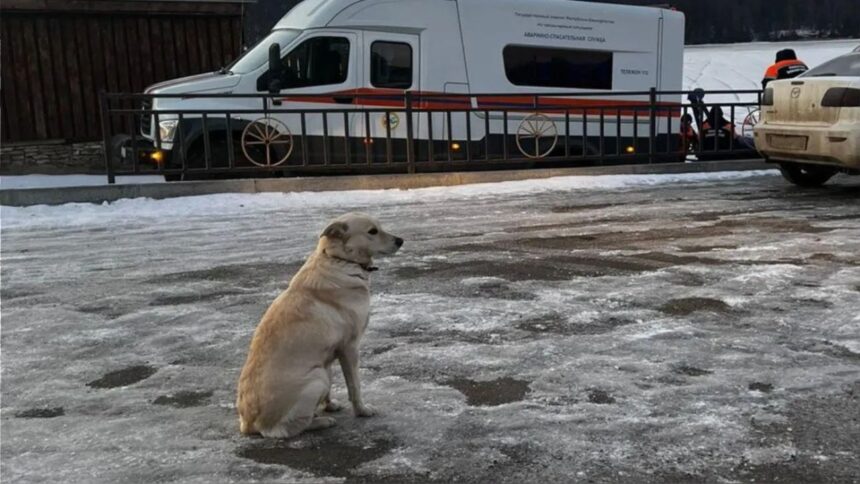 Perra esperando a su dueño fallecido en río Ufá conmueve a comunidad