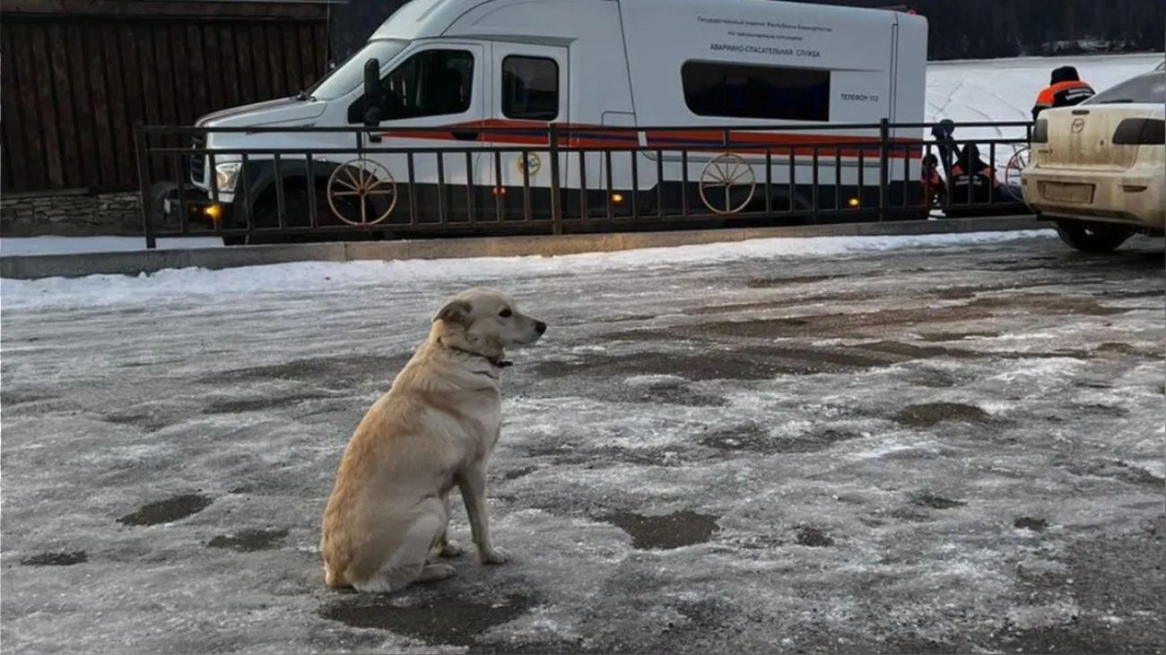 Perra esperando a su dueño fallecido en río Ufá conmueve a comunidad