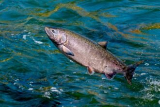 Sindicatos del salmón objetan nueva Ley de Acuicultura ¿Qué implicaciones tendrá?