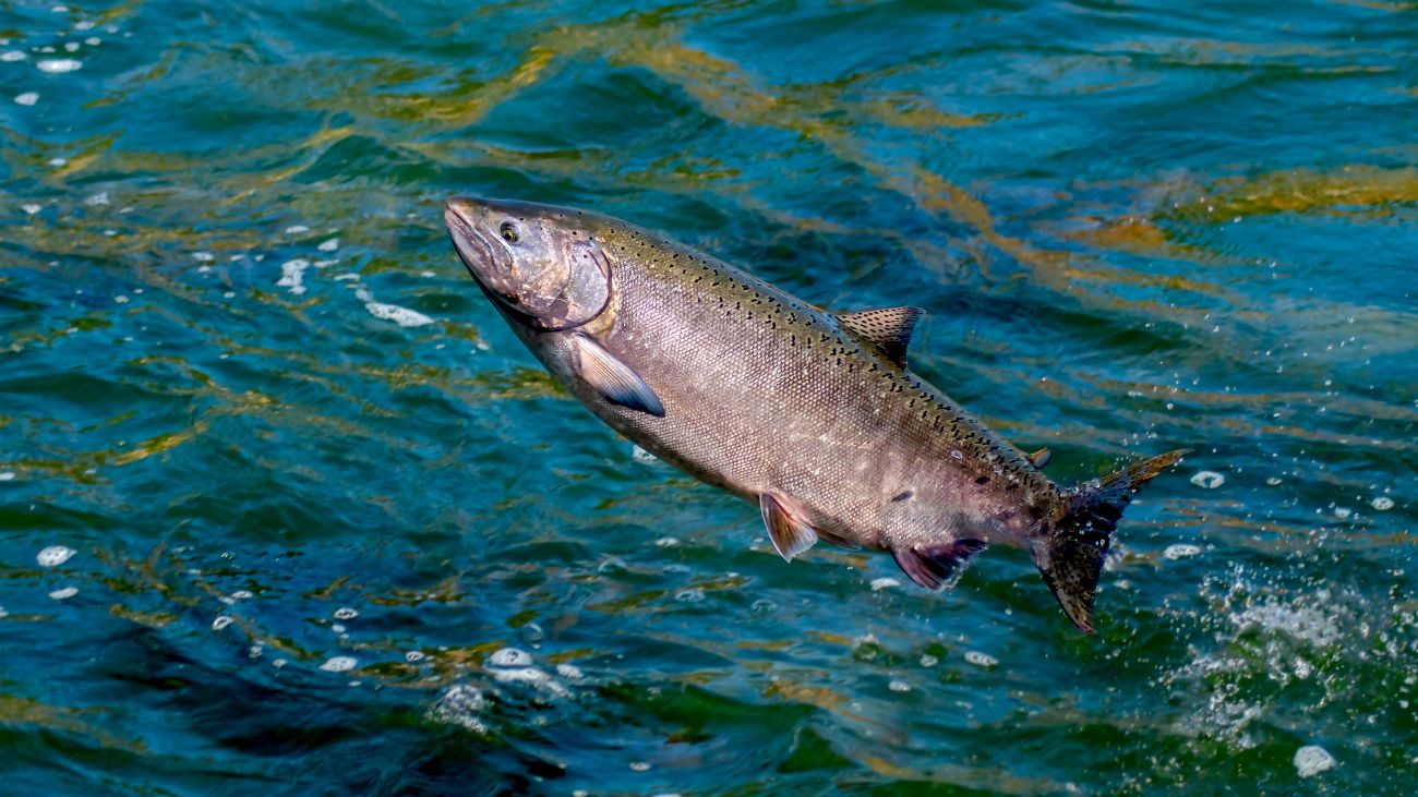 Sindicatos del salmón objetan nueva Ley de Acuicultura ¿Qué implicaciones tendrá?