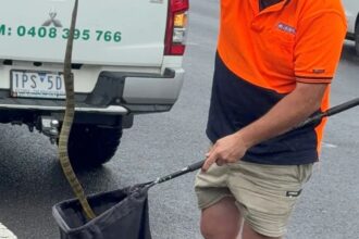 Encuentro mortal en la autopista: mujer enfrenta serpiente tigre en su automóvil