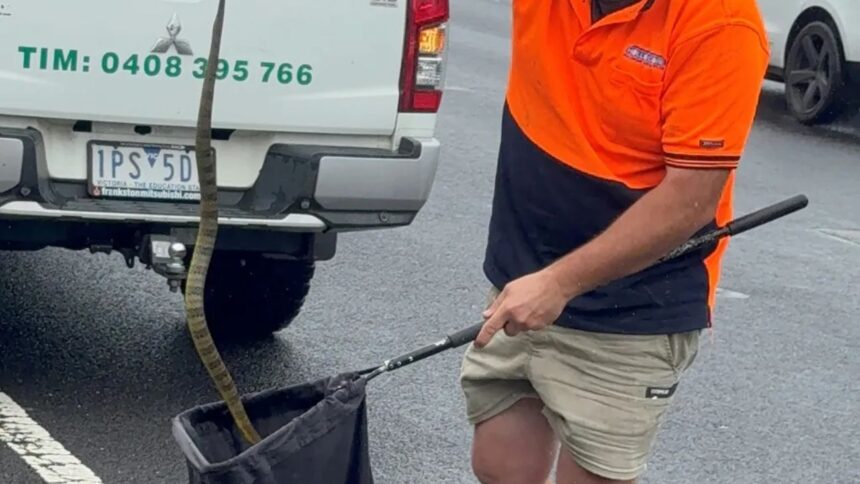 Encuentro mortal en la autopista: mujer enfrenta serpiente tigre en su automóvil