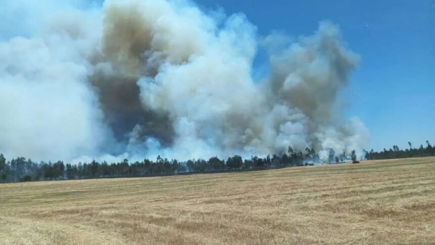 Alerta Roja en Marchigüe: Incendio Forestal Fuerza Evacuaciones y Amenaza Viviendas