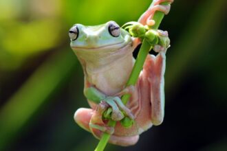 Descubren nueva rana en la Amazonía Peruana: ¡una biodiversidad vital!