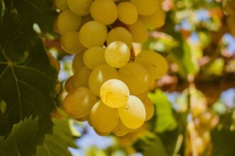 Perú presenta pruebas históricas ante la Unesco sobre el origen del pisco