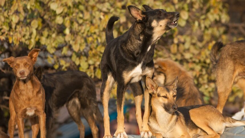 Ataques de perros en Ovalle: deportista herido llama a responsabilidad