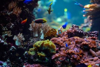 El desafío de la fotografía submarina: Evolución y retos actuales