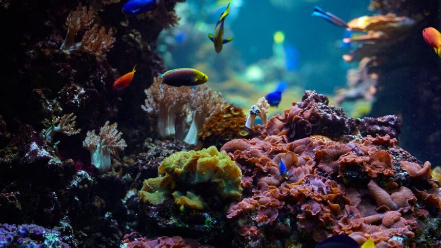 El desafío de la fotografía submarina: Evolución y retos actuales