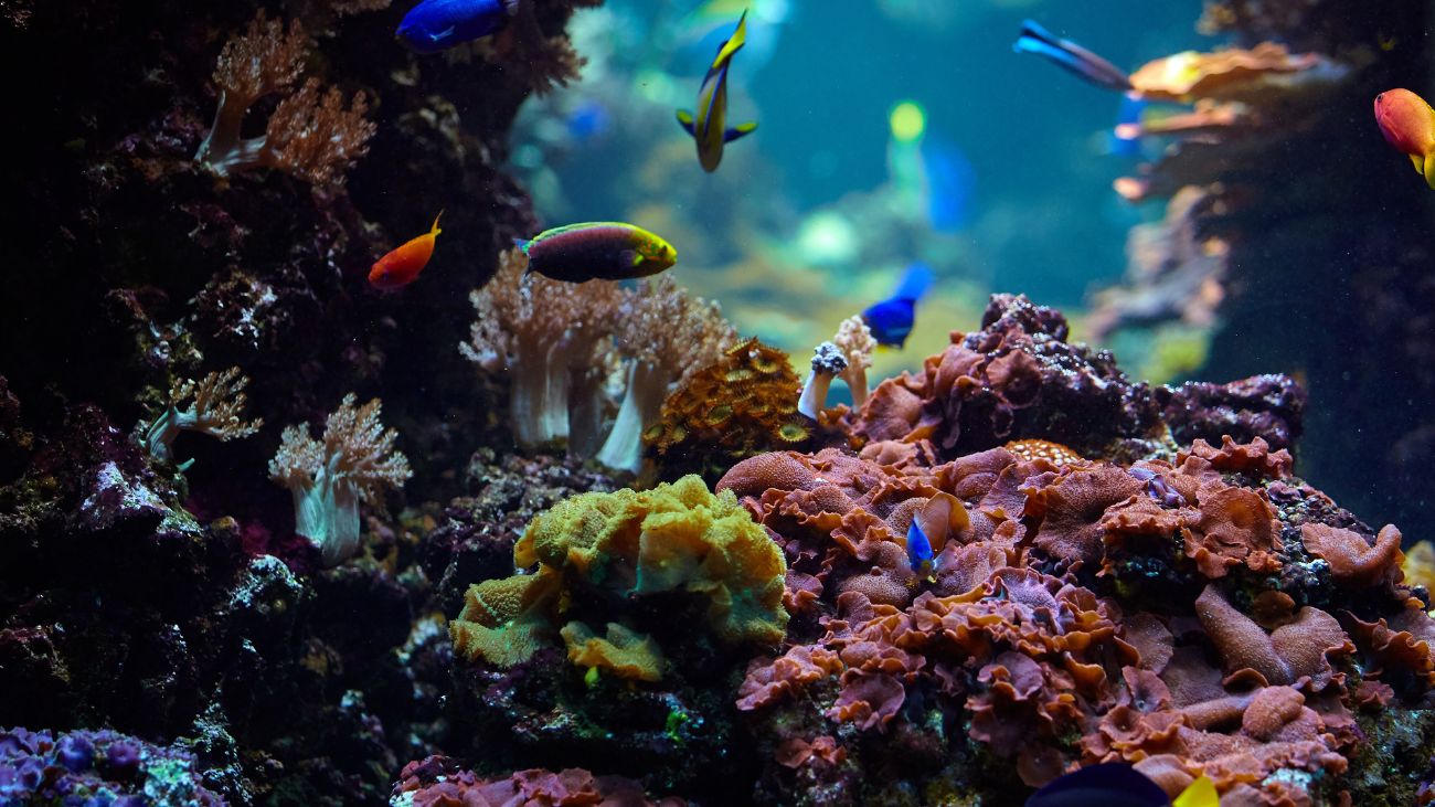 El desafío de la fotografía submarina: Evolución y retos actuales