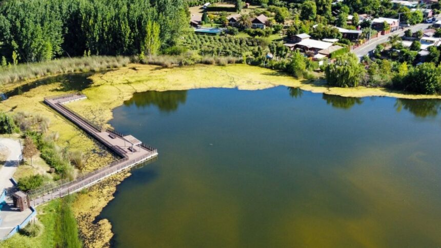 Bloom de algas en laguna Rayenantú de Santa Juana preocupa a residentes