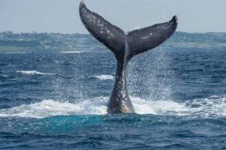 Investigan muerte de ballena en Reserva Nacional Kawésqar: acciones judiciales en curso