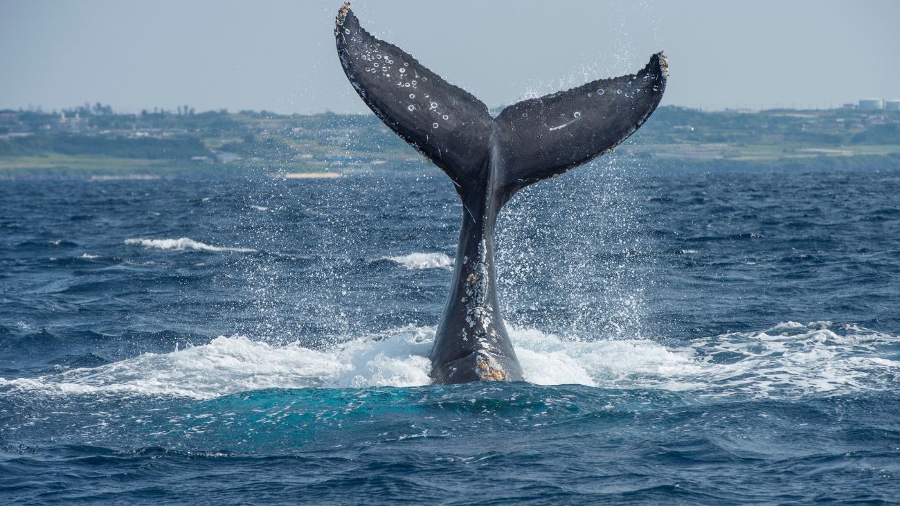 Investigan muerte de ballena en Reserva Nacional Kawésqar: acciones judiciales en curso Investigan muerte de ballena en Reserva Nacional Kawésqar: acciones judiciales en curso