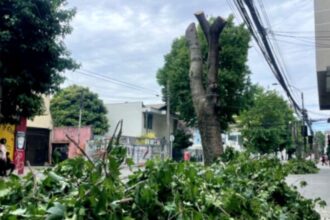 Tala de árboles en Concepción: anuncian replantación para garantizar sostenibilidad