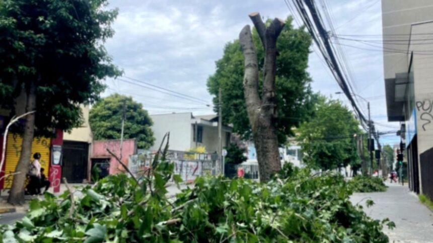 Tala de árboles en Concepción: anuncian replantación para garantizar sostenibilidad