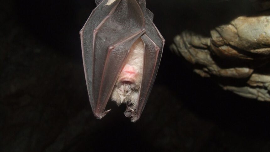 Murciélago positivo a rabia en Chiloé: autoridades inician vacunación y charlas