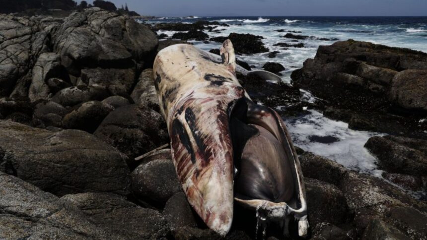 Ballena varada en Isla Negra: Deciden dejar su cadáver en el lugar