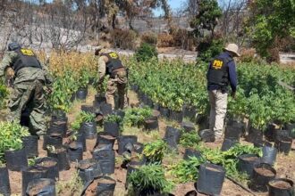 Incautan 1.800 plantas de cannabis en operativo policial en Chile