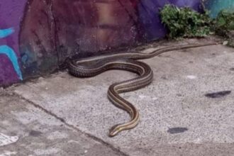 Hallan culebra en el centro de Valparaíso: SAG se pronuncia