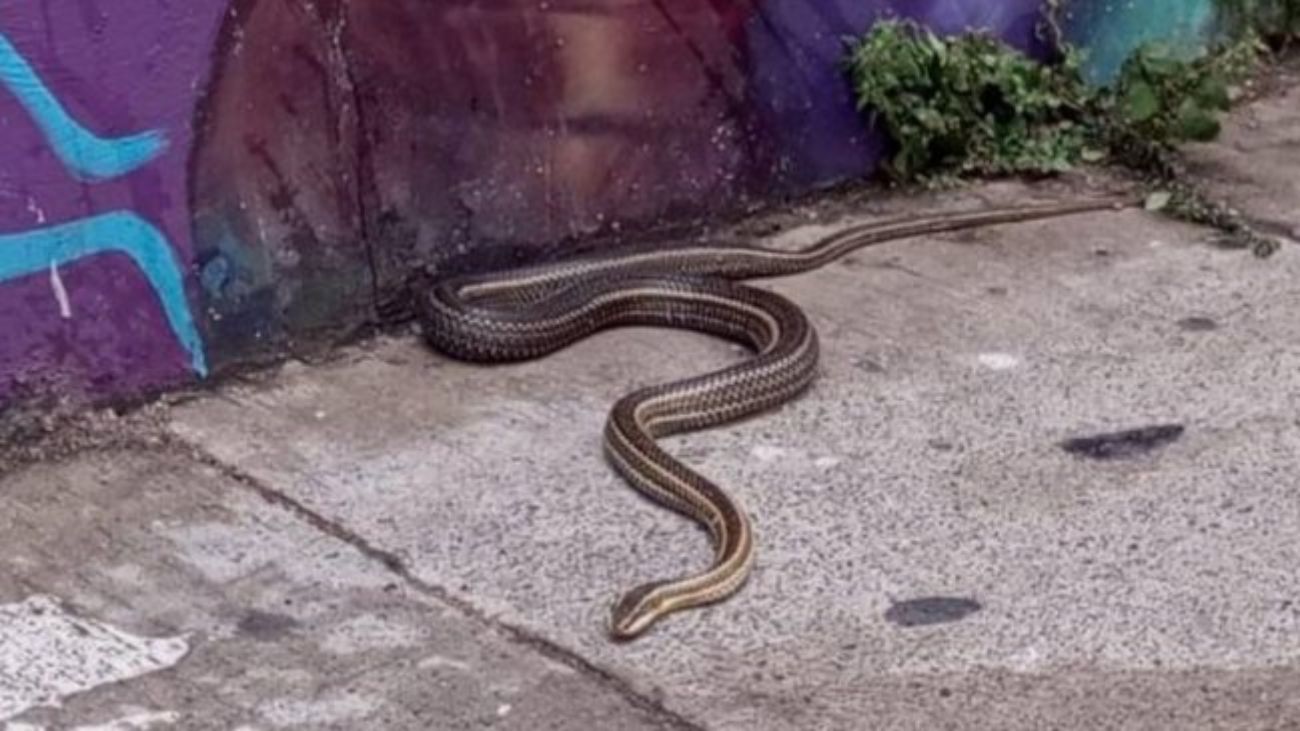 Hallan culebra en el centro de Valparaíso: SAG se pronuncia Hallan culebra en el centro de Valparaíso: SAG se pronuncia