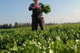 Proyecto de seguridad agroalimentaria en La Araucanía: ¡éxito garantizado para agricultores!