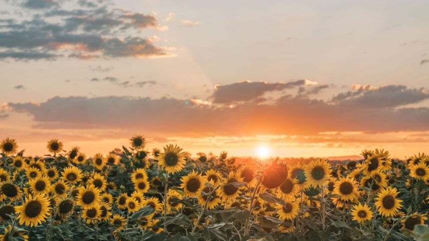 Solsticio de verano: el día más largo y la llegada oficial