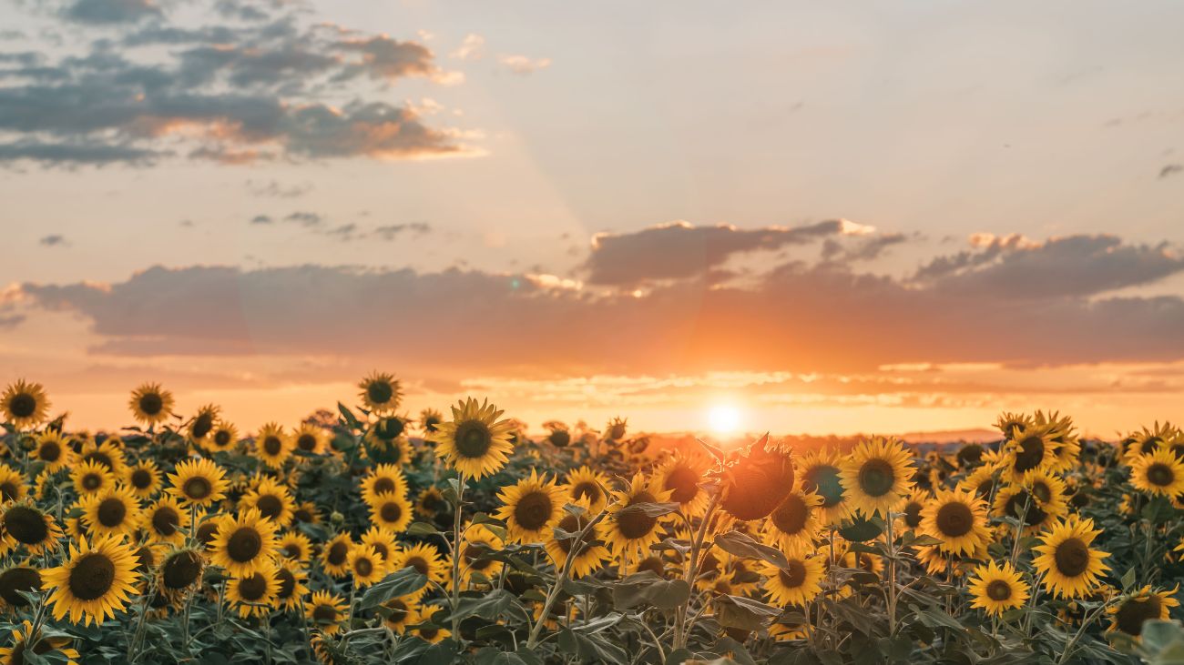 Solsticio de verano: el día más largo y la llegada oficial