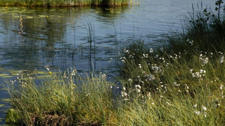 Continúan trabajos en humedal de La Vara a pesar de fiscalizaciones